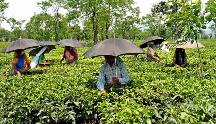 India's tea output, exports likely to be lower this year - Vimarsana News