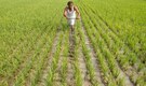 Govt hikes paddy MSP by Rs 65/qtl for 2019-20