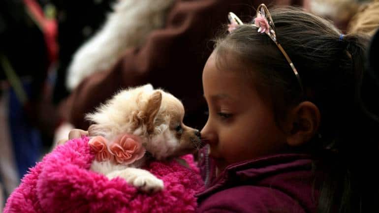 pet transfers