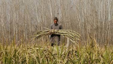 Comment | Sugar minimum price: small carrot, big stick Comment | Sugar minimum price: small carrot, big stick