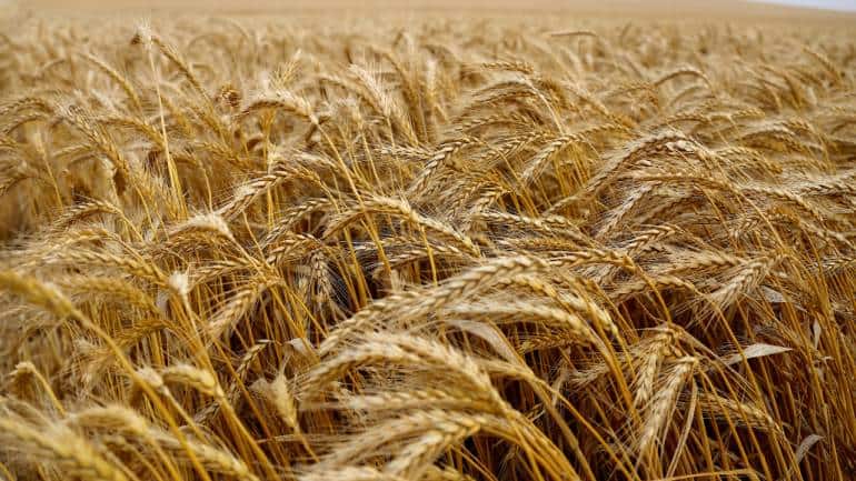 Driest August since 1901 - what it means for agriculture in India - Vimarsana News