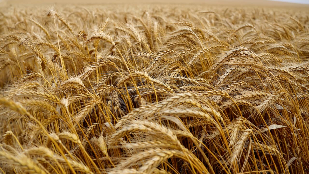 Driest August since 1901 - what it means for agriculture in India