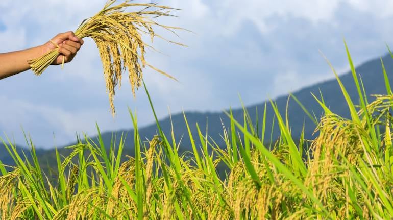 Higher MSP Is Good, But Do You Know Only 6% Farmers Can Sell Their Crops At MSP?