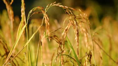 Chart of the Day: Global food prices reach for the sky