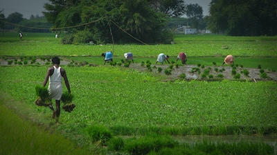 Weak monsoon raises rabi, rural demand risks; ICRA cuts FY27 farm growth forecast (file image)