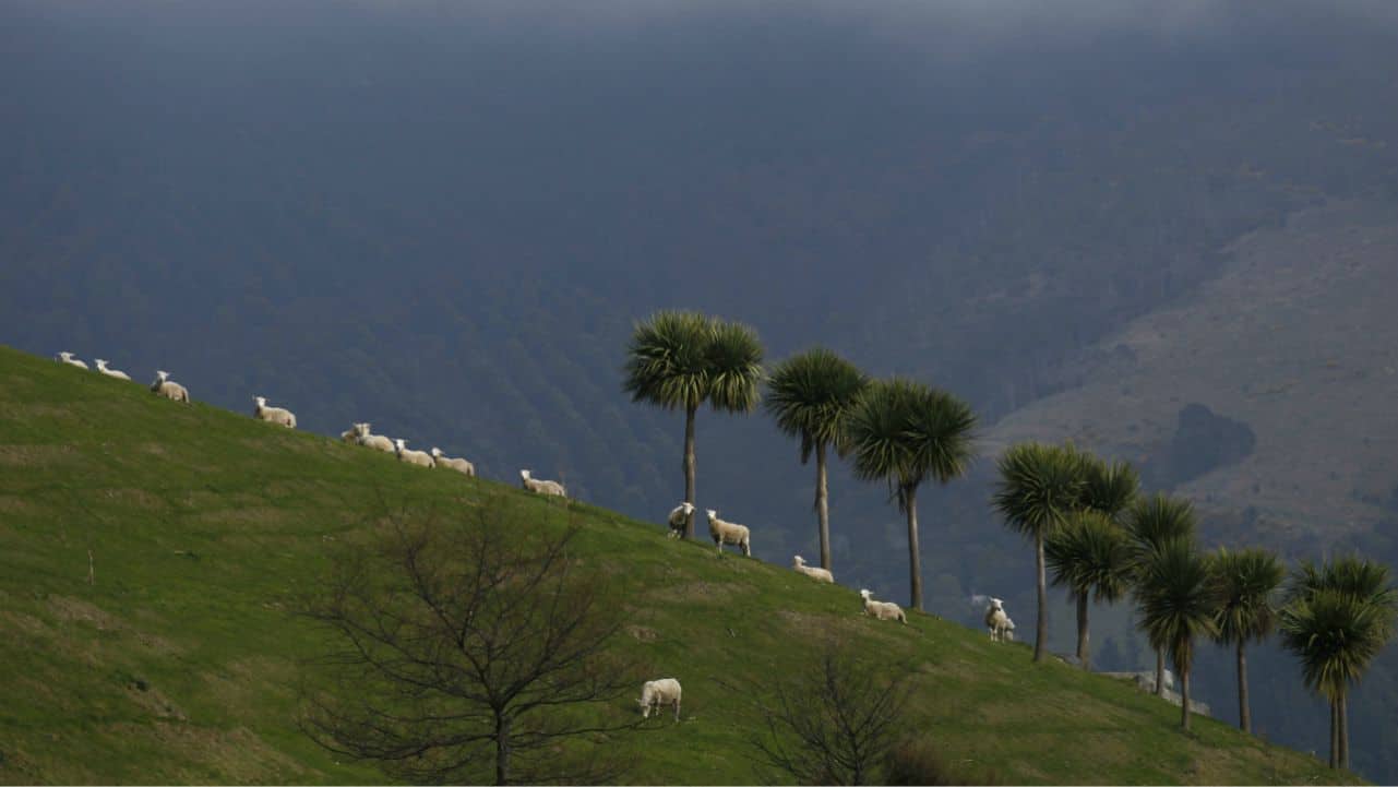 New Zealand | About 57 percent of people in New Zealand participate in charitable activities. (Photo: Reuters)