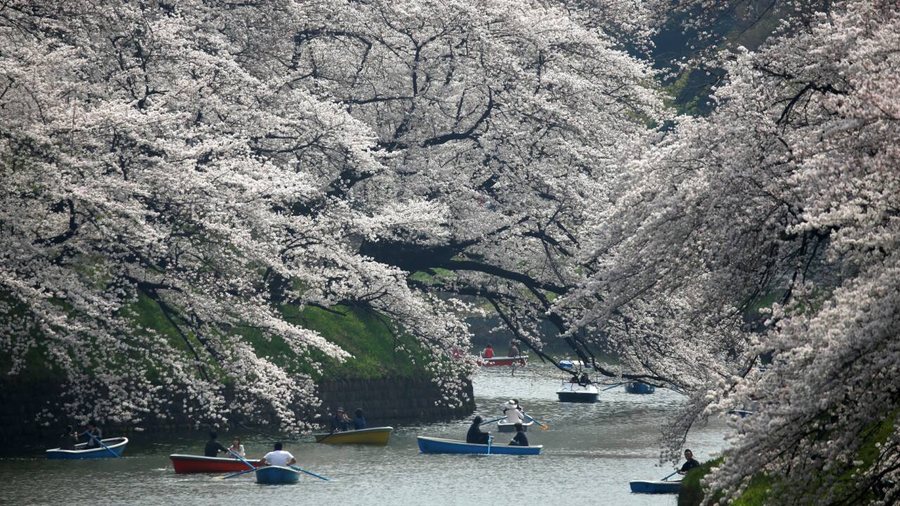 Visitors ride a boat in the Chidorigafuchi moat, as they enjoy fully bloomed cherry blossoms, during spring season in Tokyo, Japan. (REUTERS) Visitors ride a boat in the Chidorigafuchi moat, as they enjoy fully bloomed cherry blossoms, during spring season in Tokyo, Japan. (REUTERS)