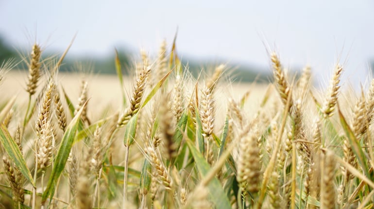 Agri Agri