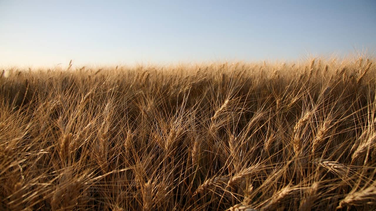 Sharda Cropchem: Why are we playing it safe?