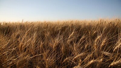 Nomura said the 2026 monsoon season ended with rainfall around 12.5% below normal