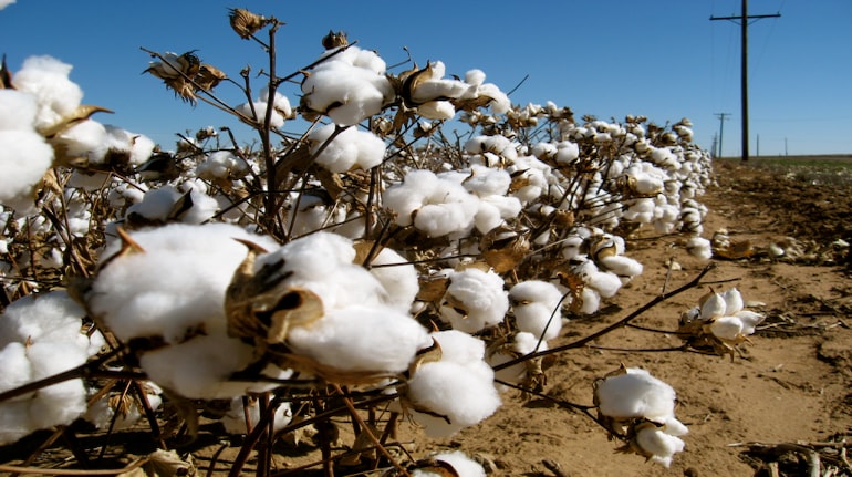 Cotton prices hit a record of Rs 24,200 per bale this week; here's what is  driving rally