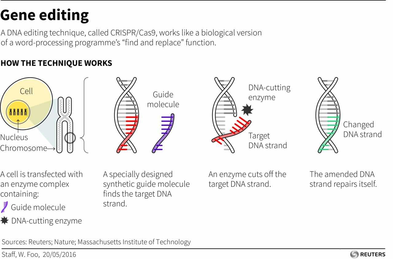 Gene editing | At present, a gene editing technology called CRISPR is perhaps the most exciting area of research in the field of biotechnology. The technology could be used to eradicate diseases—even hereditary— by slicing through the genes and finding and removing mutated sections of DNA. (Reuters)