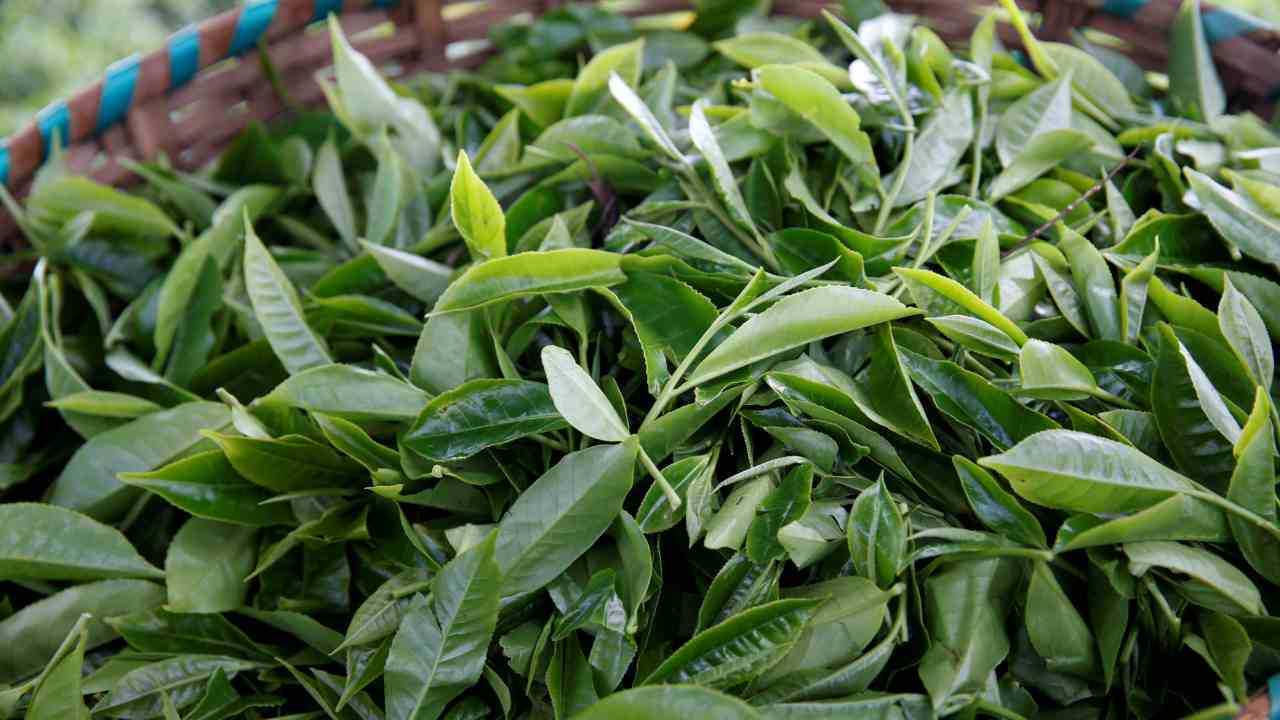 Storm brewing in the tea industry