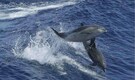 Ukraine claims its dolphin army died after refusing Russian takeover