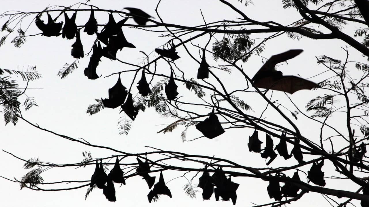Bangladesh strain of Nipah virus responsible for outbreak in Kerala, death toll reaches to 15 Bangladesh strain of Nipah virus responsible for outbreak in Kerala, death toll reaches to 15