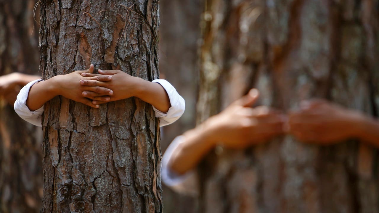 16,500 trees to be axed to build houses for government officials in Delhi