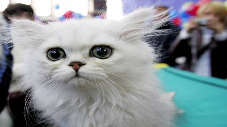 Mumbai man tries to illegally sell cat online, loses Rs 1 lakh in cyber fraud Mumbai man tries to illegally sell cat online, loses Rs 1 lakh in cyber fraud
