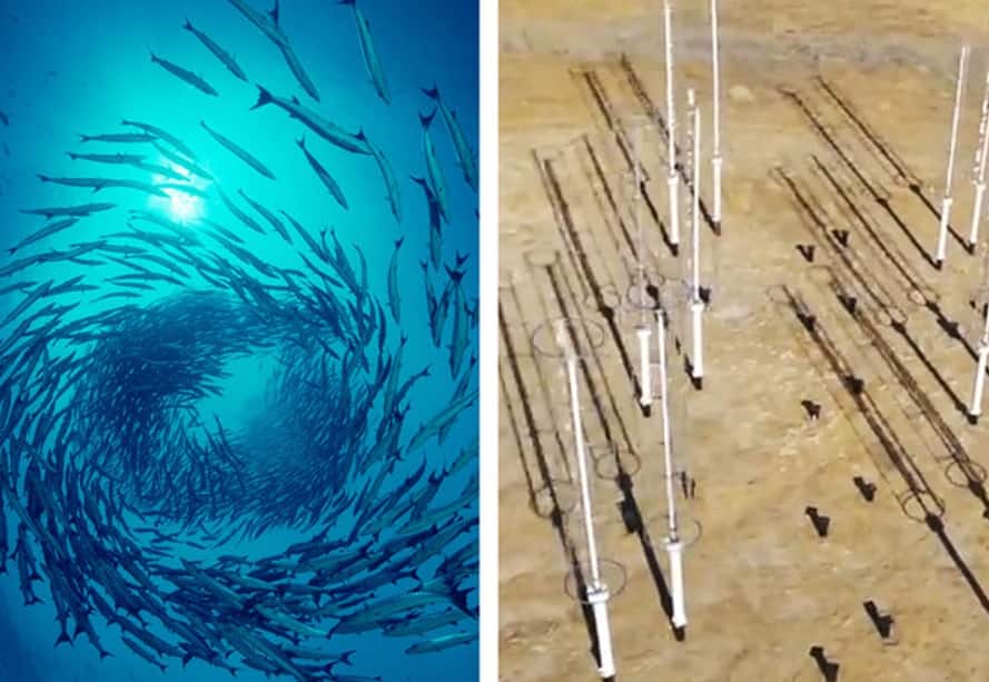 Answer: Movement of Schooling Fishes in Water. In essence, the blades take advantage of the wind's behavior, for energy production, the way that fish take advantage of the water's behavior for forward movement.