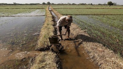 Farm laws rolled back. Whither agriculture reforms?