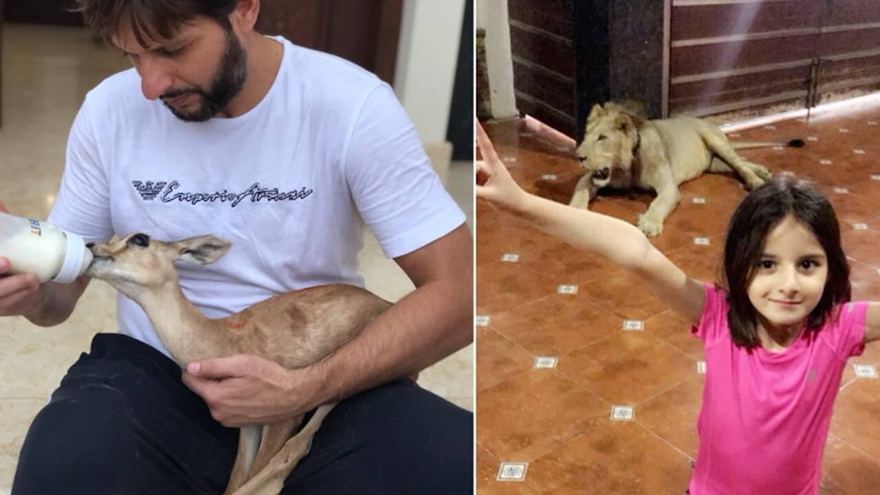 Twitter thrashes Shahid Afridi for keeping a lion chained at home