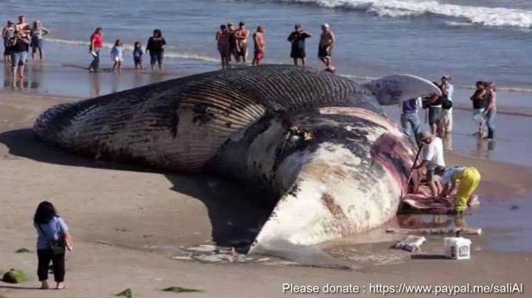 40 Feet Long Whale Washes Ashore Near Mumbai