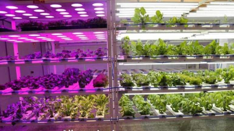 COMMENT- Why hydroponics could be the future of farming