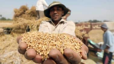 Ending free foodgrain scheme looks difficult