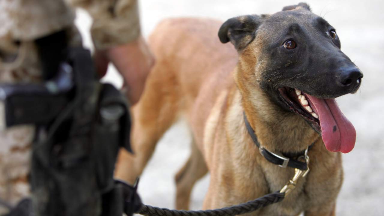 New CISF squad: Belgian Malinois dogs to help curb rising fidayeen threats