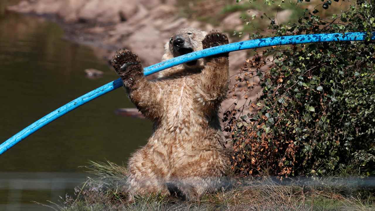 Hamish the first polar bear bear cub to be born in the UK for 25 years cools down in the pond in his enclosure at The Highland Wildlife Park near Kingussie, Scotland. (Image: REUTERS)