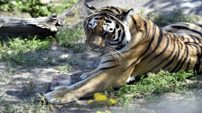 Maharashtra: One of two cubs of tigress 'Avni' captured