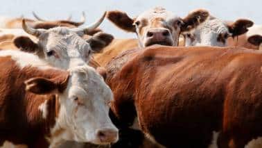 Lab meat sceptics, please just get out of the way