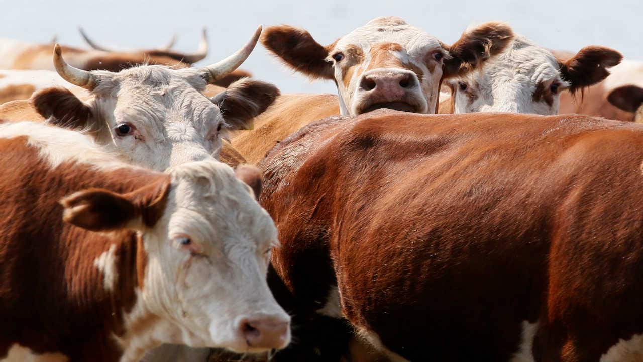 The curious case of Oxytocin retail ban by government