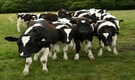 AI collars that guide cows attract big investors