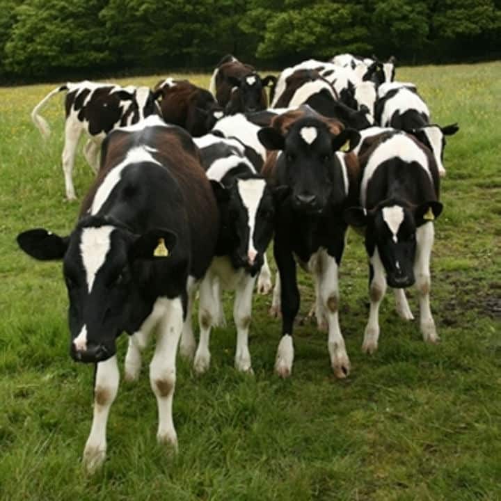 AI collars that guide cows attract big investors