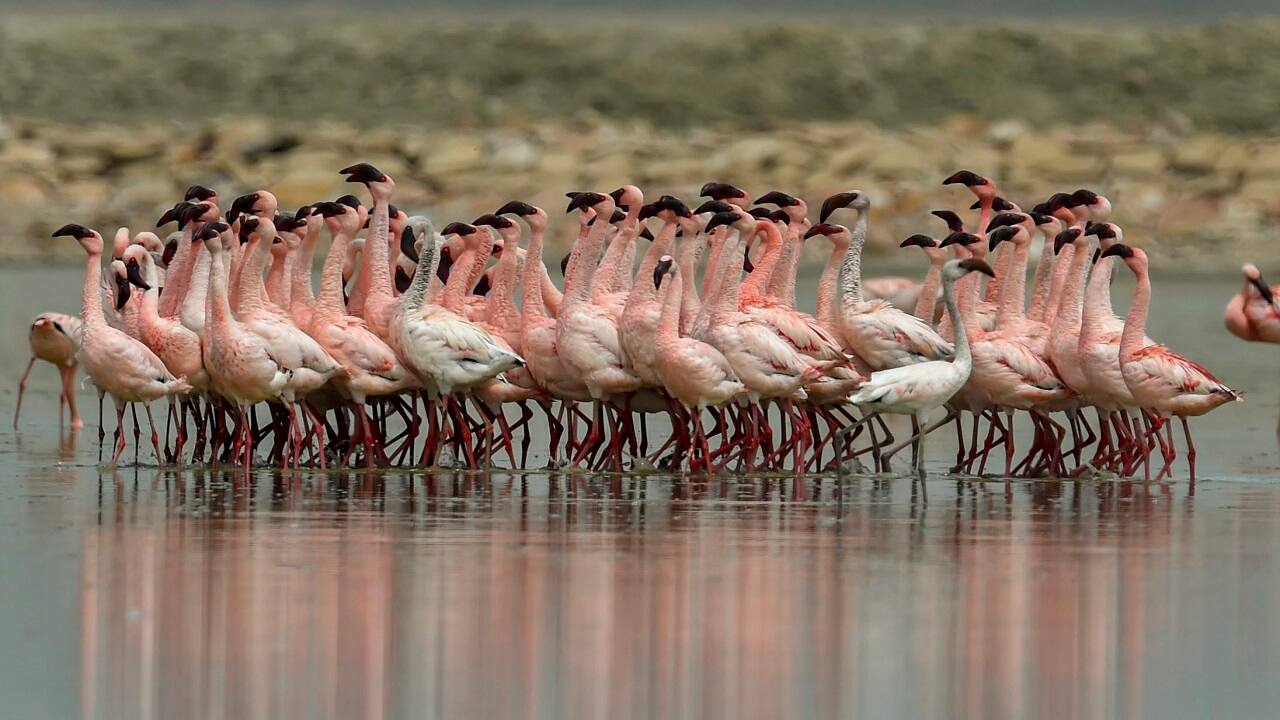 Naredco urges Maharashtra government to expedite clearance of projects around flamingo sanctuary