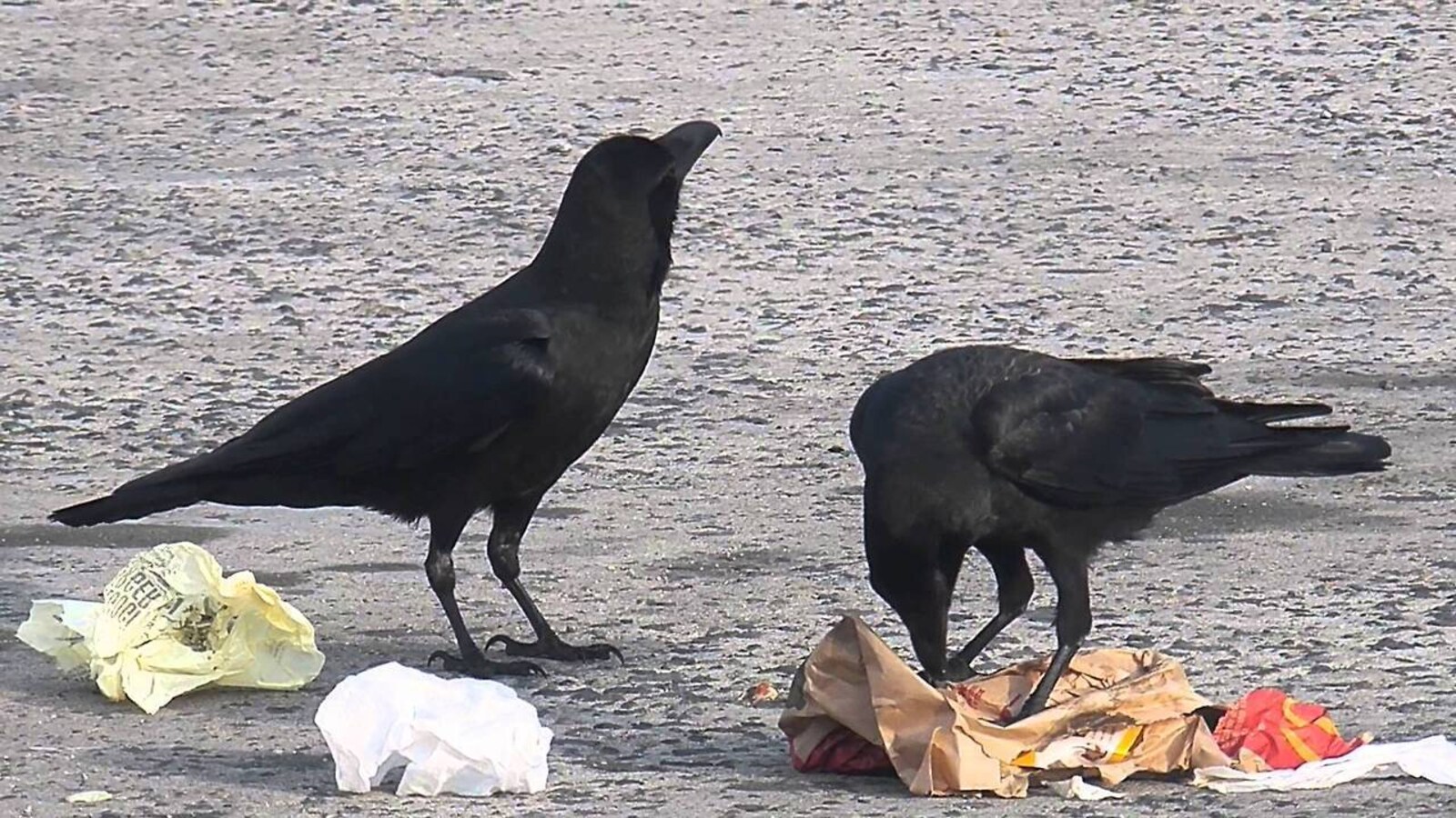 French Rooks Trained as Park Janitors