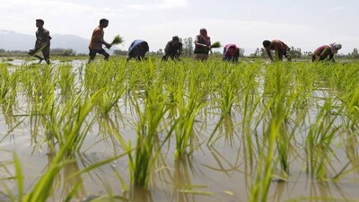Opinion | Farmers in India don't earn much; many are terribly exploited