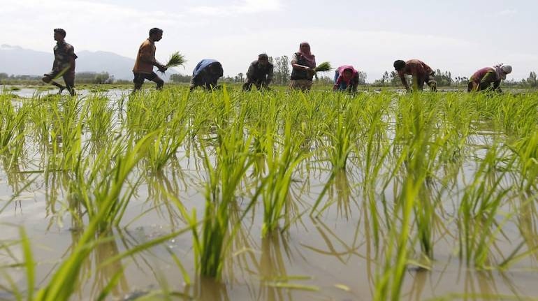 Without Much Delay, Punjab And Haryana Will Have To Diversify From Wheat And Rice Cycles