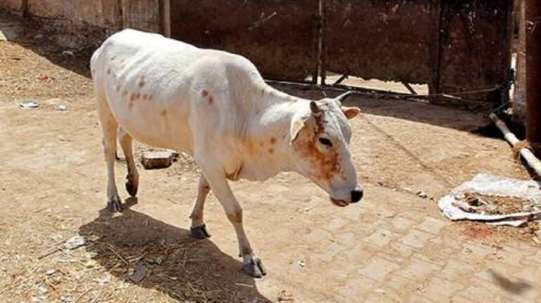 UP cows to get special coats to save them from winter chill
