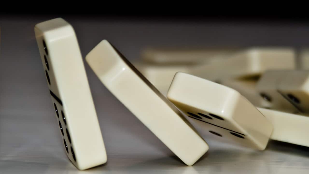 A fly ruins domino world record attempt