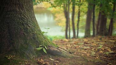 Listen to Supreme Court comments on economic value of trees Listen to Supreme Court comments on economic value of trees