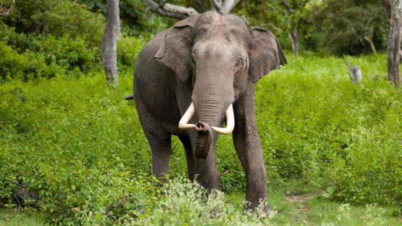 Elephant deaths highlight struggle between wildlife conservation and development in Uttarakhand