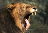 Sanjay Gandhi National Park acquires two Asiatic Lions from Gujarat