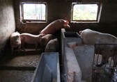 Vietnam develops 'world's first' African swine fever vaccine for commercial use