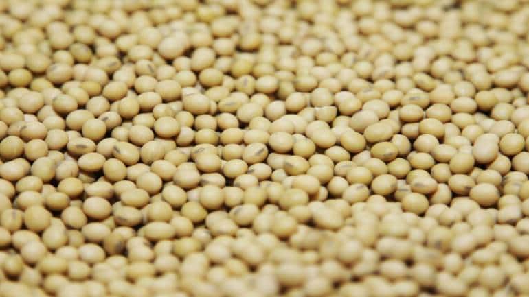 Soybean Suffers Extensive Damage In Madhya Pradesh, Production Likely To Be  Lower Than Estimates