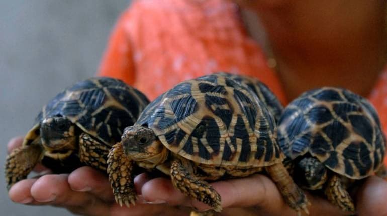 51 Indian star tortoises rescued in Singapore, flown back to their natural  habitat