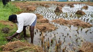 Farm reforms essential to the long-term sustainability of agriculture Farm reforms essential to the long-term sustainability of agriculture