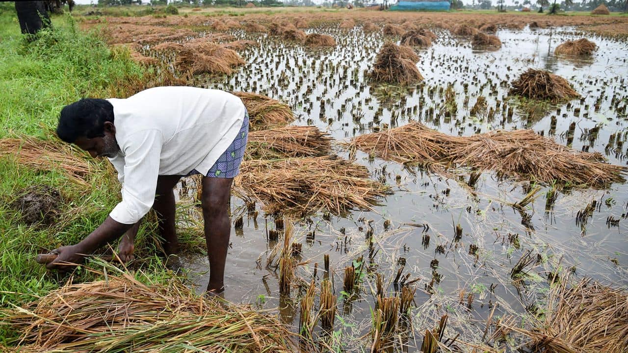 Where have the large Indian farmers gone?