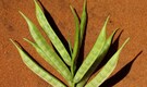 Guar gum futures fall on low demand