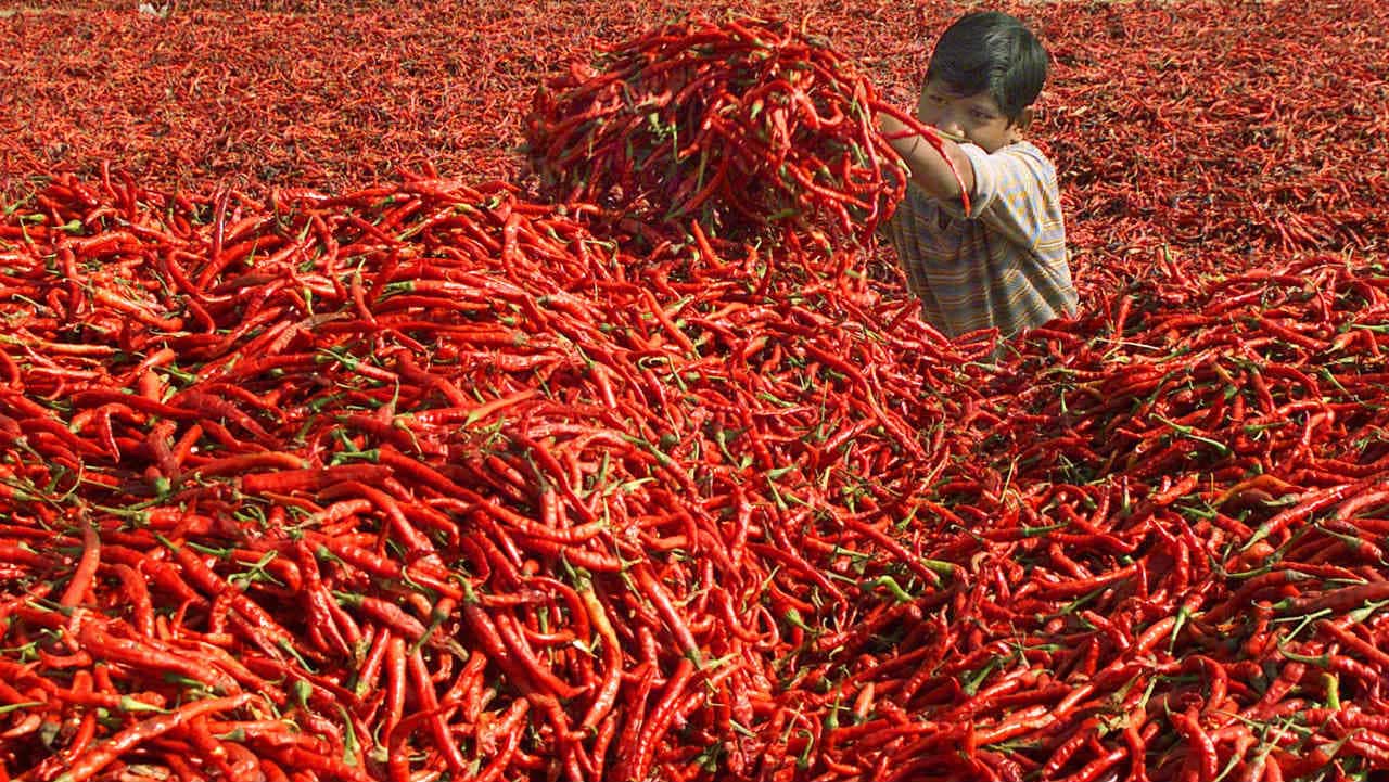 Higher crops fail to dampen chilli prices
